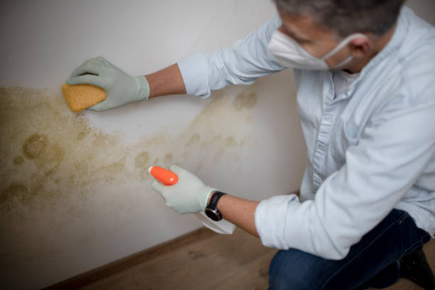 Reliable Stepney, CT Mold Remediation Solutions